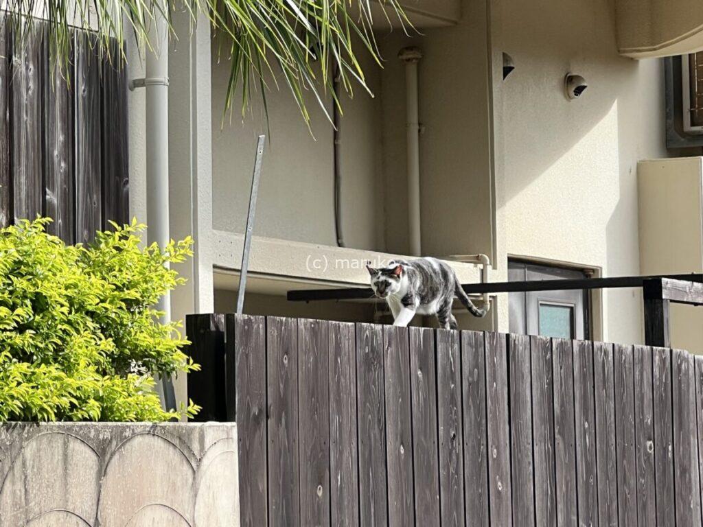 沖縄の住宅街で出会った野良猫が木製フェンスの上を歩いている様子を撮影。南国らしい植栽と住宅が背景に写っている写真