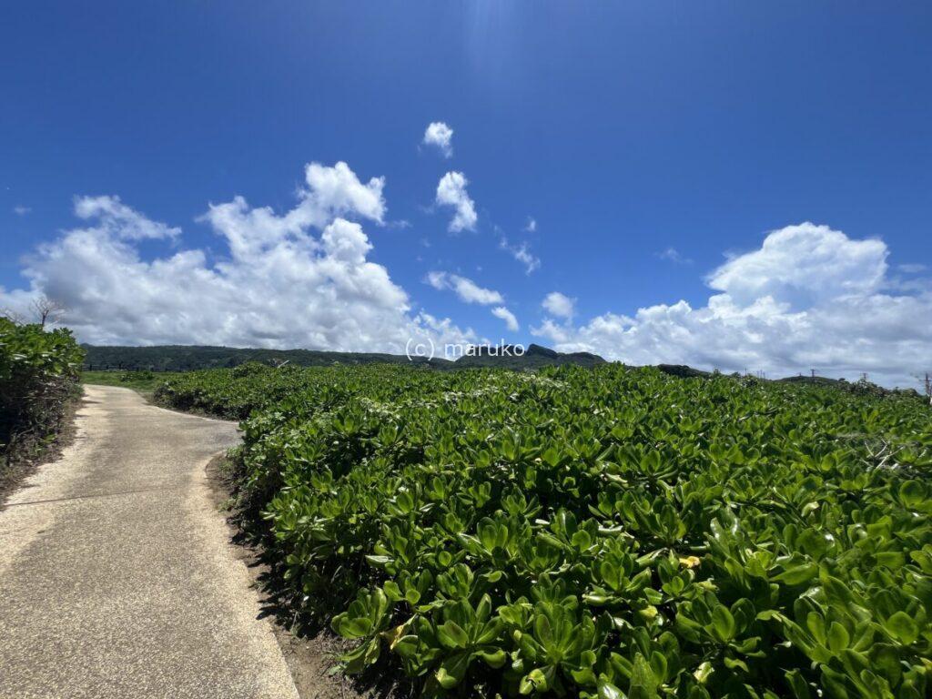 沖縄の自然豊かな散歩道。青い空と広い緑が続く景色が広がっている